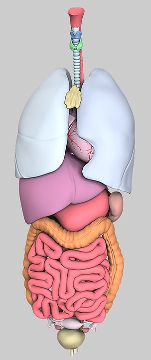 Внутренние органы человека (муляж)