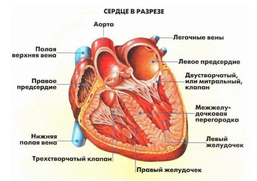 Строение органа сердце. Анатомическое строение сердца человека. Схема строения сердца продольный разрез. Анатомическое строение сердца схема.