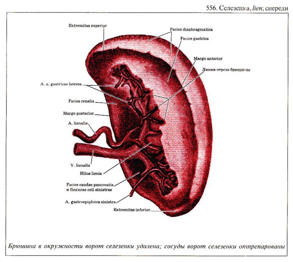 Кровоснабжение селезенки схема
