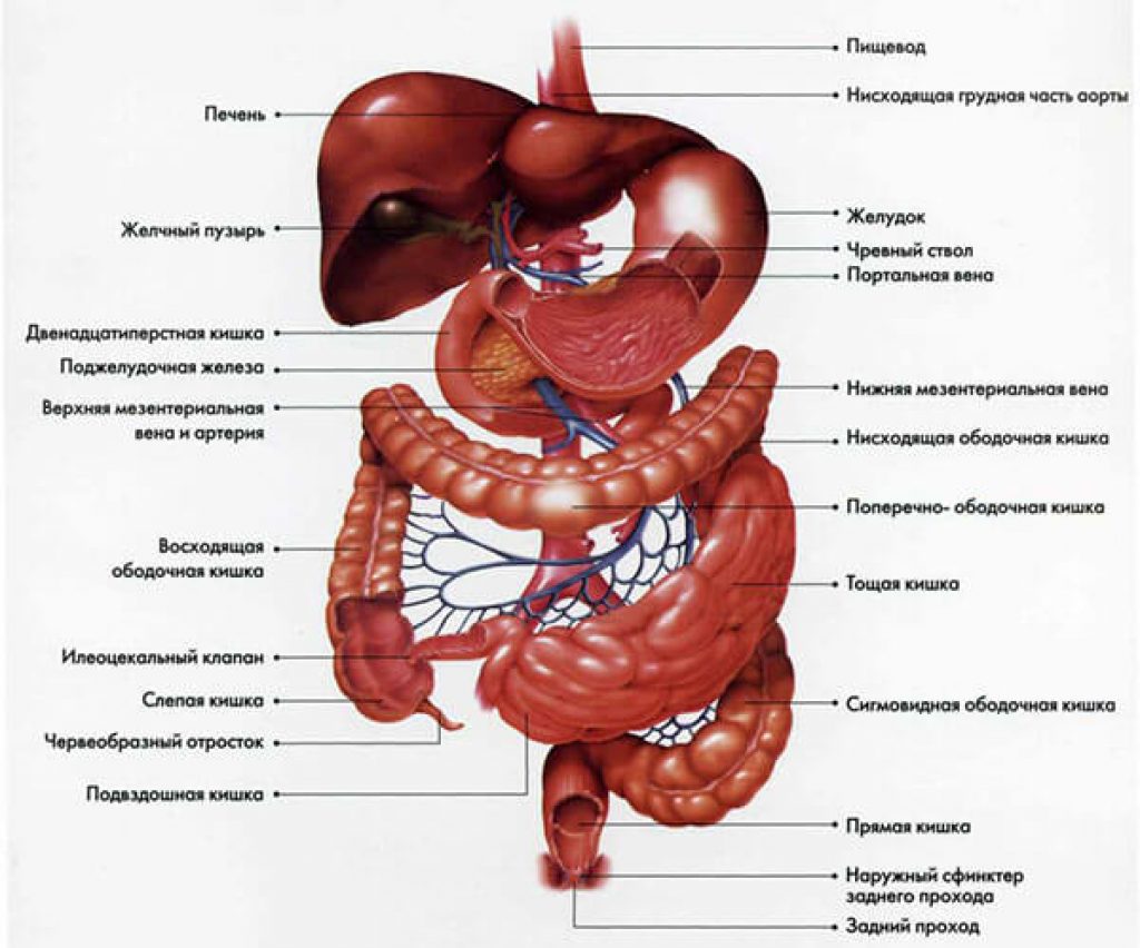 Анатомия живота человека схема расположения органов внутренних