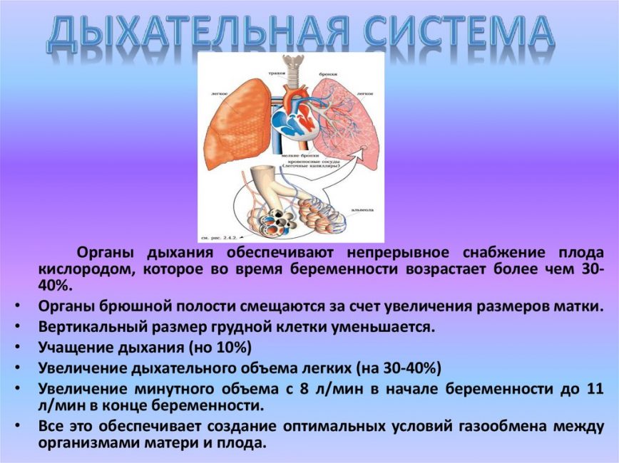 Перестройка в дыхательной системе