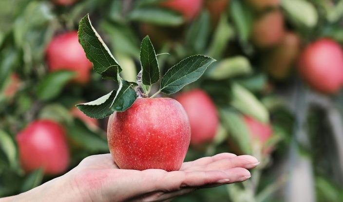 Яблоки – источник витаминов и микроэлементов