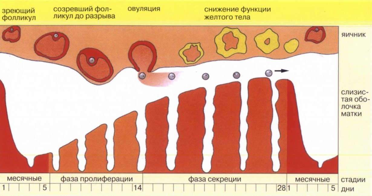 Фазы яичникового цикла