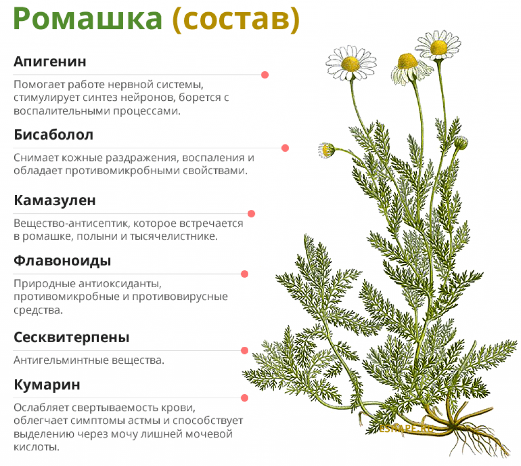 Ромашка мочегонная. Ромашка характеристика растения. Строение соцветий ромашки аптечной. Ромашки аптечной цветки ЛРС. Ромашка аптечная лечебные свойства.