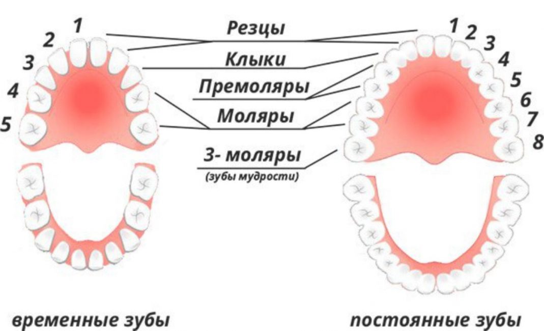 Расположение резцов и моляров в полости рта