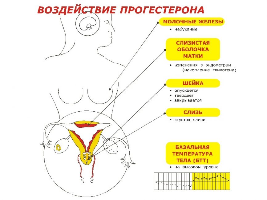 Влияние прогестерона на женский организм