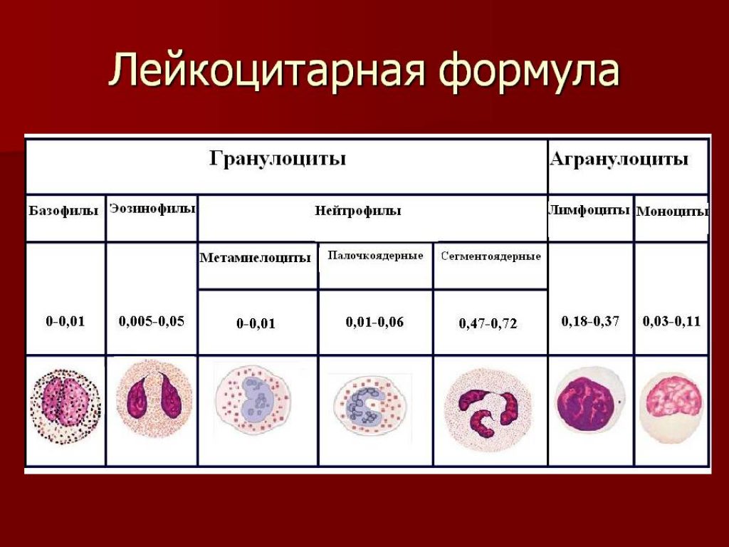 Зернистость эозинофилов. Нормы различных видов лейкоцитов в лейкоцитарной формуле. Моноциты в лейкоцитарной формуле. Лимфоцитоз в лейкоцитарной формуле.