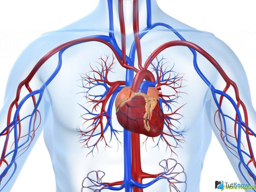 Изображение - Нормальное давление и сердцебиение у человека 2-44-867x650