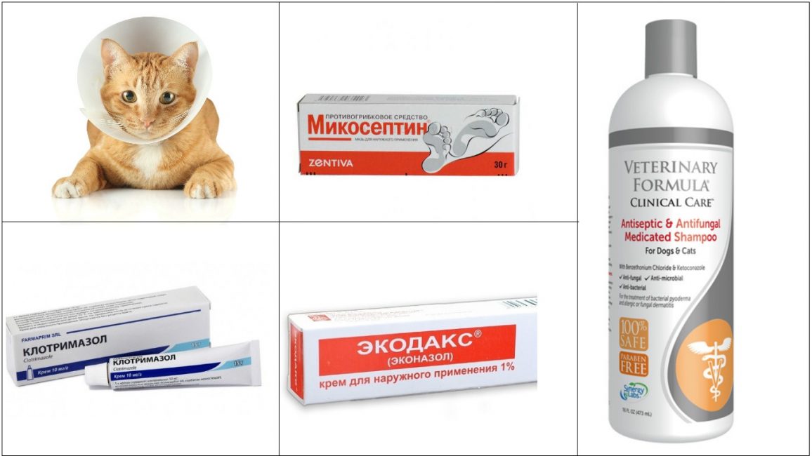 Препараты от грибковых инфекций, которые можно использовать для лечения кошек