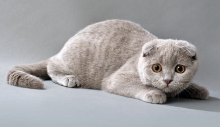 Чем и как кормить шотландского котенка в месяц?